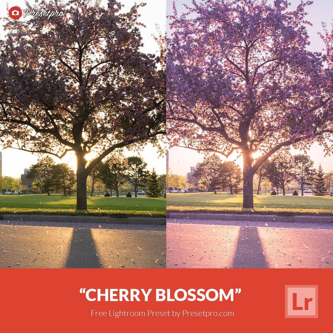 Пресет Cherry Blossom для Lightroom