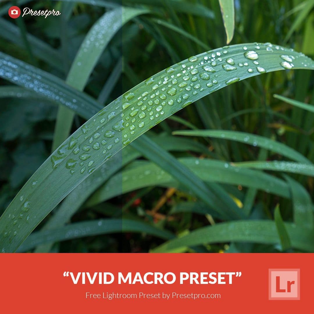 Пресет Vivid Macro для Lightroom