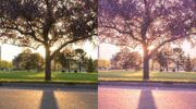 Пресет Cherry Blossom для Lightroom